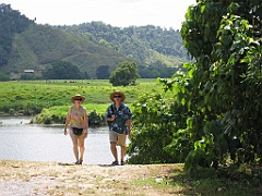 CairnsTC367 Daintree